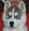 Photo №1. siberian husky - for sale in the city of Sevastopol | 198$ | Announcement № 9619