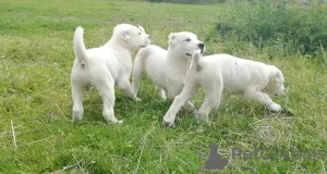 Photo №1. central asian shepherd dog - for sale in the city of Нытва | 544$ | Announcement № 7329