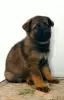 Photo №4. I will sell german shepherd in the city of Ashdod.  - price - 60008000$