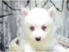 Photo №1. pomeranian, siberian husky - for sale in the city of Sydney | Is free | Announcement № 17284