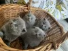 Photo №3. Scottish Fold Kittens For Sale. Finland