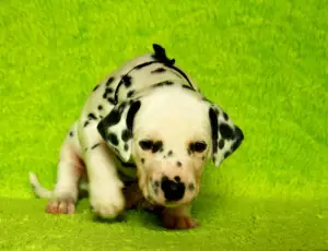 Photo №3. High-breed Dalmatian puppies. Russian Federation