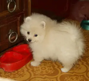 Photo №1. german spitz - for sale in the city of Kaluga | 392$ | Announcement № 1646