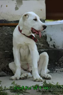 Additional photos: Central Asian Shepherd Puppy