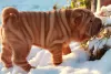 Photo №1. shar pei - for sale in the city of Tver | negotiated | Announcement № 8606