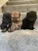 Photo №1. pomeranian - for sale in the city of Амстердам | Is free | Announcement № 11507