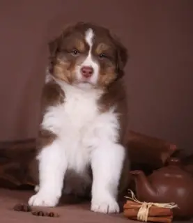 Photo №3. australian shepherd puppy. Russian Federation