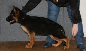 Additional photos: German shepherd puppies