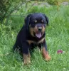 Additional photos: Rottweiler puppy