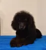 Photo №2 to announcement № 124094 for the sale of poodle (dwarf) - buy in Russian Federation private announcement, from nursery, breeder