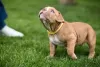 Additional photos: American Bully puppies for sale