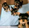 Photo №2 to announcement № 121584 for the sale of yorkshire terrier - buy in United States private announcement