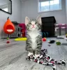 Photo №1. bengal cat - for sale in the city of Tampa | 260$ | Announcement № 100104