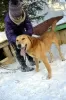 Photo №4. I will sell non-pedigree dogs in the city of Краснокамск. from the shelter - price - Is free