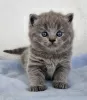 Photo №2 to announcement № 122122 for the sale of british shorthair - buy in United States private announcement