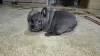 Additional photos: French bulldog puppies