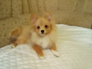 Photo №2 to announcement № 5735 for the sale of pomeranian - buy in Ukraine breeder