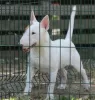 Additional photos: Miniature bull terrier puppies