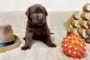 Additional photos: Labrador puppies