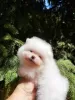 Photo №4. I will sell pomeranian in the city of New York. private announcement, from nursery, breeder - price - 1500$