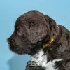 Photo №4. I will sell portuguese water dog in the city of Evora. breeder - price - negotiated