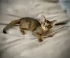 Photo №3. Abyssinian kittens. Belarus