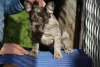 Additional photos: Exotic french bulldog puppies