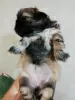 Additional photos: Shih Tzu