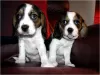 Photo №3. Cute Beagle Puppies Whatsapp. Finland