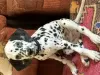 Photo №1. dalmatian dog - for sale in the city of Tashkent | 150$ | Announcement № 63553