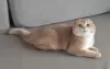 Photo №4. I will sell scottish fold in the city of Krasnodar. from nursery, breeder - price - 651$