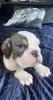 Photo №2 to announcement № 95069 for the sale of english bulldog - buy in Germany private announcement