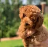 Photo №3. Toy Poodle kids. Germany