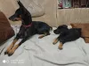 Additional photos: Miniature pinscher puppies for sale