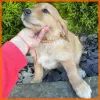 Photo №3. Golden Retriever puppies. United States