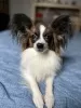 Photo №1. papillon dog - for sale in the city of Chernivtsi | negotiated | Announcement № 31703