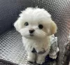 Photo №2 to announcement № 99739 for the sale of maltese dog - buy in Germany breeder