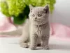 Photo №2 to announcement № 125401 for the sale of british shorthair - buy in Germany 