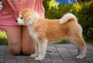 Photo №4. I will sell akita in the city of Moscow. breeder - price - Is free