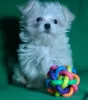 Additional photos: Puppy of the Maltese. Show class.