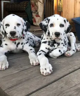 Photo №1. dalmatian dog - for sale in the city of Krasnoyarsk | 260$ | Announcement № 2527