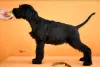 Additional photos: Giant Schnauzer Puppies