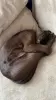 Photo №2 to announcement № 10495 for the sale of burmese cat - buy in Russian Federation private announcement