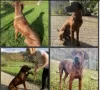 Additional photos: Adorable Rhodesian Ridgeback Puppies