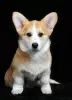 Photo №4. I will sell welsh corgi in the city of Ровно. breeder - price - 1585$