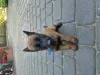 Photo №4. I will sell malinois, belgian shepherd in the city of Radom. breeder - price - 988$