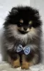 Additional photos: Pomeranian (BOO) male and female