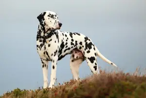 Photo №1. Mating service - breed: dalmatian dog. Price - 250$