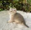 Additional photos: Golden British Shorthair Longhair Girls Boys