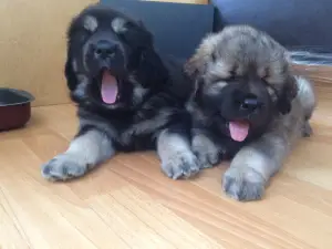 Additional photos: We sell puppies of the Tibetan mastiff.